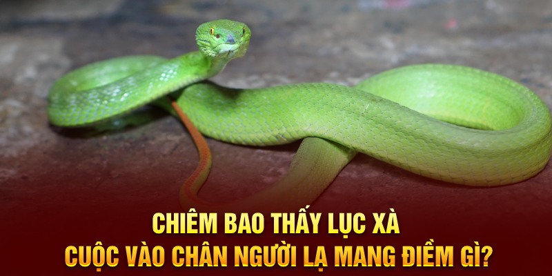 Chiêm bao thấy lục xà cuộc vào chân người lạ mang điềm gì?