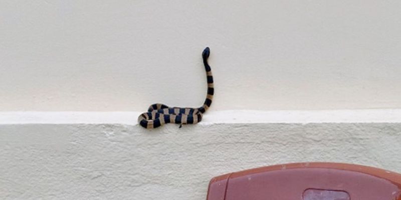 Mơ thấy rắn vào nhà hàng xóm