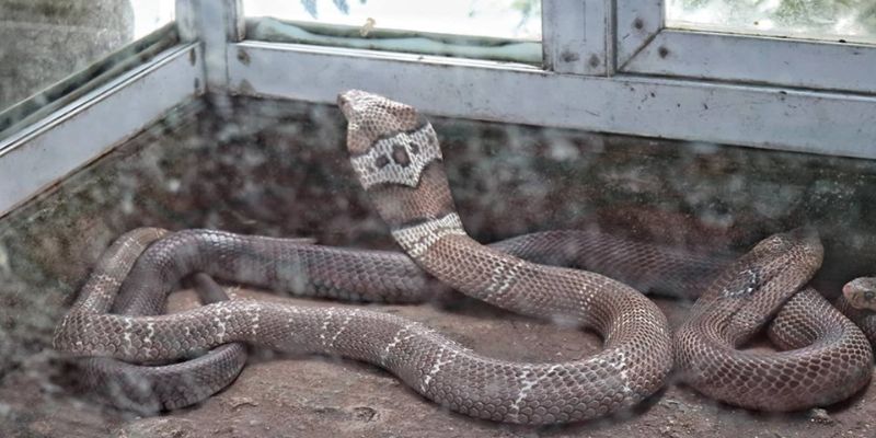 Nằm mơ thấy rắn vào nhà là hổ mang